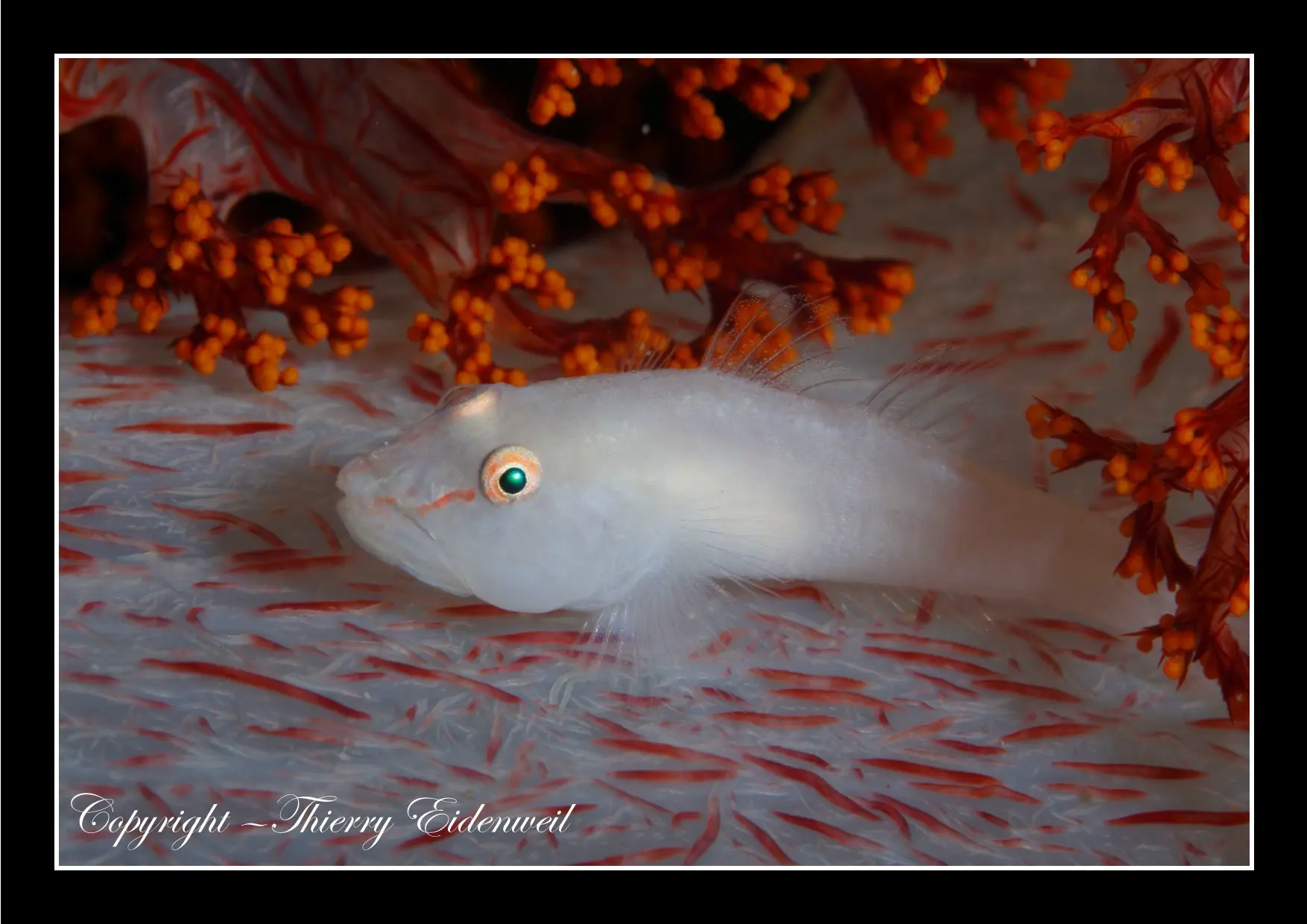 Anilao Macro Dive Media Highlight